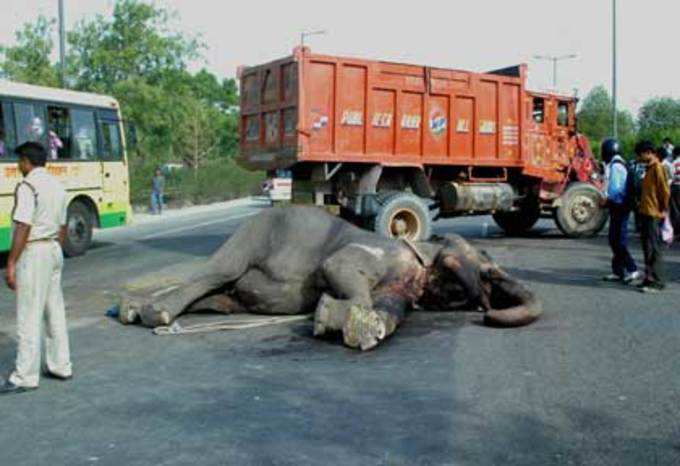 ट्रक से हाथियों की टक्कर 
