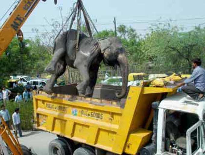 ट्रक से हाथियों की टक्कर 