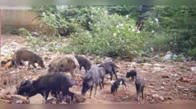 ರಾಣೇಬೆನ್ನೂರಲ್ಲಿ ಹಂದಿಗಳದ್ದೇ ಸಾಮ್ರಾಜ್ಯ