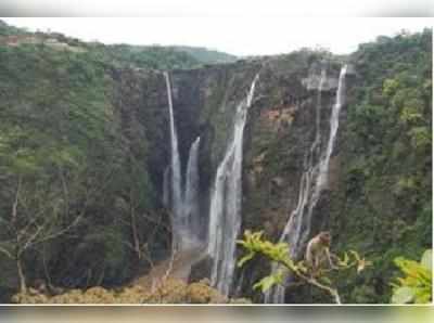 ಮೈದುಂಬಿಕೊಳ್ಳುತ್ತಿರುವ ಜೋಗ ಜಲಪಾತ...