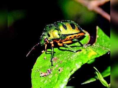 ಕೀಟ ಮಾಟ: ಜ್ಯೂವೆಲ್ ಬಗ್