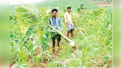 ದುಷ್ಕರ್ಮಿಗಳ ಕೊಡಲಿಗೆ 350 ಅಡಕೆ ಗಿಡ ಬಲಿ