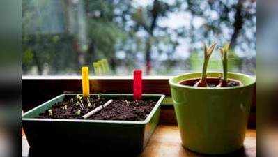 Grow a garden in your apartment