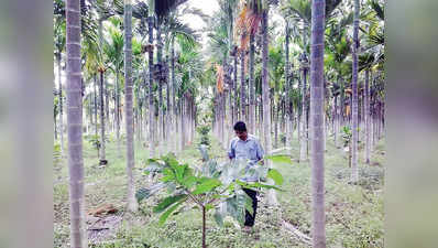 ಅಡಕೆಗೆ ಹೋದ ಮಾನ ಕೋಕೊದಲ್ಲಿ ಪಡೆವ ತವಕ