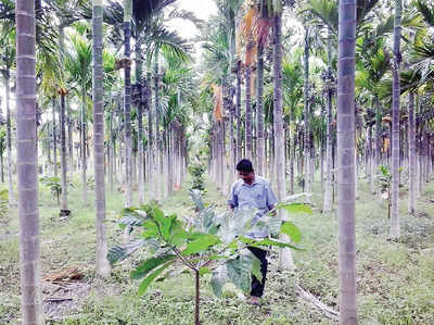 ಅಡಕೆಗೆ ಹೋದ ಮಾನ ಕೋಕೊದಲ್ಲಿ ಪಡೆವ ತವಕ