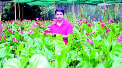 ಆರ್ಥಿಕ ಆತಂಕ ಅಳಿಸಿದ ಅಂಥೋರಿಯಂ