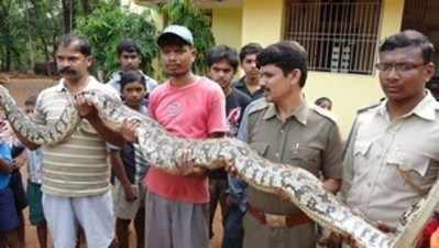 ಭಾರಿ ಗಾತ್ರದ ಹೆಬ್ಬಾವು ಪತ್ತೆ