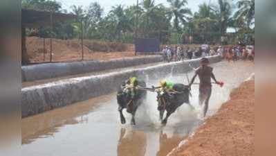 ಸುರತ್ಕಲ್: ರಾಮ-ಲಕ್ಷ್ಮಣ ಜೋಡುಕರೆ ಕಂಬಳಕ್ಕೆ ಚಾಲನೆ