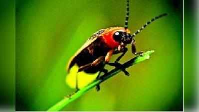 ಕೀಟ ಮಾಟ: ಮಿಂಚುಹುಳ firefly