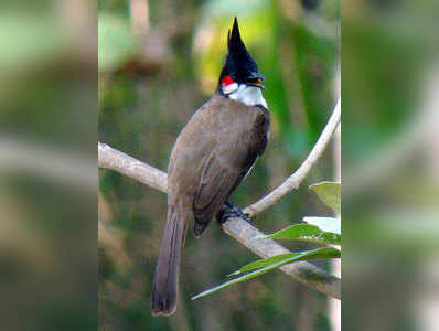 ಕೊಳ್ಳೇಗಾಲ: 83 ಜಾತಿ ಪಕ್ಷಿಗಳು ಪತ್ತೆ