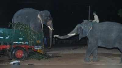 ಪುತ್ತೂರು: ಕೊನೆಗೂ ಮಣಿದ ಪುಂಡ ಸಲಗ