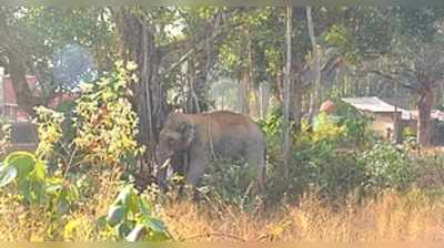 ತಣಿದ ಬಳಿಕ ಮುನಿದ ಲಕ್ಷ್ಮೀಶ: ಮಾವುತ ಬಲಿ