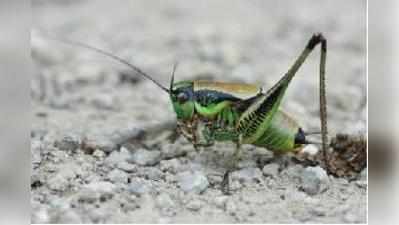 ಕೀಟ ಮಾಟ: ಪೊದರು ಜೀರುಂಡೆ bush cricket