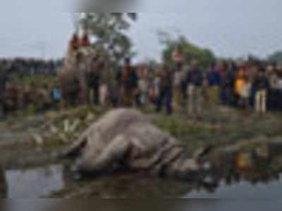 জখম গন্ডারের মৃত্যু, রাতভর দেহ আগলে গ্রাম