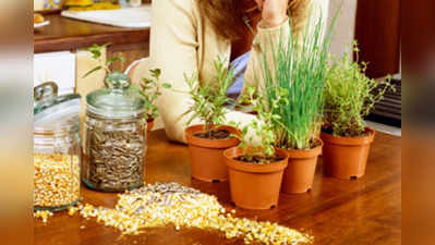 Ideas to maintain indoor potted plants