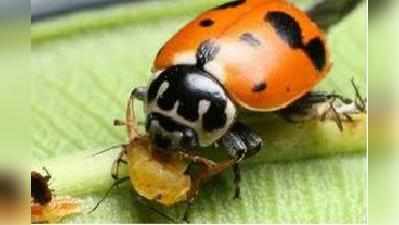 ಕೀಟಮಾಟ: ಎಫಿಡ್ಸ್ (aphids)