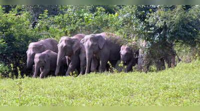 ಸಕಲೇಶಪುರ: ಬಿಸಲೆ ಬಳಿ ಕಾಡಾನೆ ಹಾವಳಿ