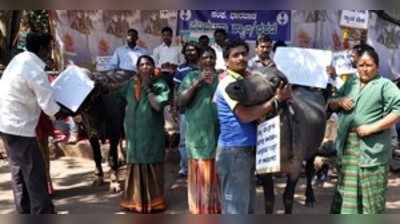 ಎಮ್ಮೆ, ಕೋಣಗಳೊಂದಿಗೆ ಪ್ರತಿಭಟನೆ