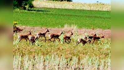 ಸಂಕಷ್ಟದಲ್ಲಿ ಜಿಂಕೆಗಳು