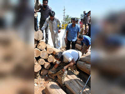 ಸಾಮಿಲ್ ‘ಗರಗಸ’ದಿಂದ ಬಚಾವಾಯ್ತು ಪೈಥಾನ್!