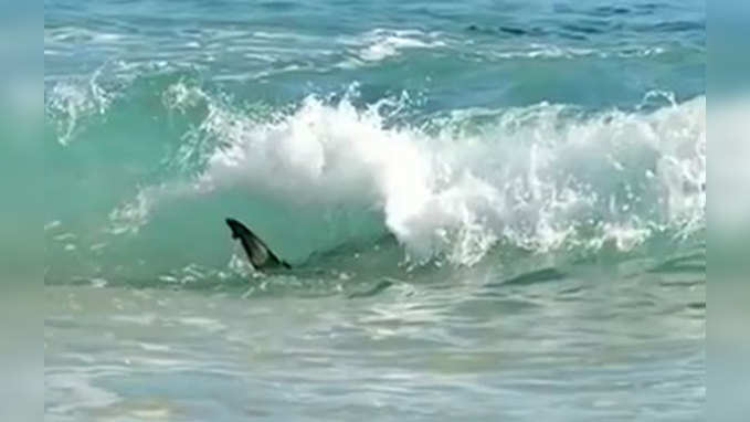 फ्लोरिडा बीच पर हजारों शार्क