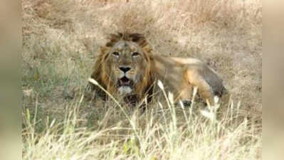 गुजरात में पिछले दो सालों में मारे गए 92 एशियाई शेर