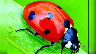 ಕೀಟ ಮಾಟ: ಲೇಡಿಬಗ್ (Ladybug)