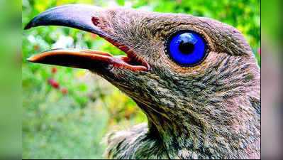 ಪಕ್ಷಿನೋಟ: ಬಾವರ್ ಬರ್ಡ್ (Bower bird)