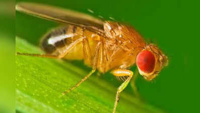 ಕೀಟಮಾಟ: ಗುಂಗರು Common Fruit Fly