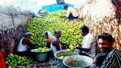 ಉದ್ಯೋಗ ಒದಗಿಸಿದ ಆಂಧ್ರ ಮಾವಿನಕಾಯಿ