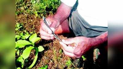 ಸಸ್ಯಗಳಿಗೆ ಕಸಿ ಕಟ್ಟಿ ಲಾಭ ಗಳಿಸಿ