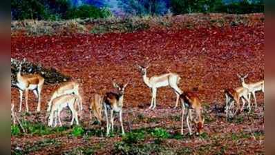 ಅರೆಮಲೆನಾಡಲ್ಲಿ ವನ್ಯಜೀವಿ ಸಂತತಿ ಕ್ಷೀಣ