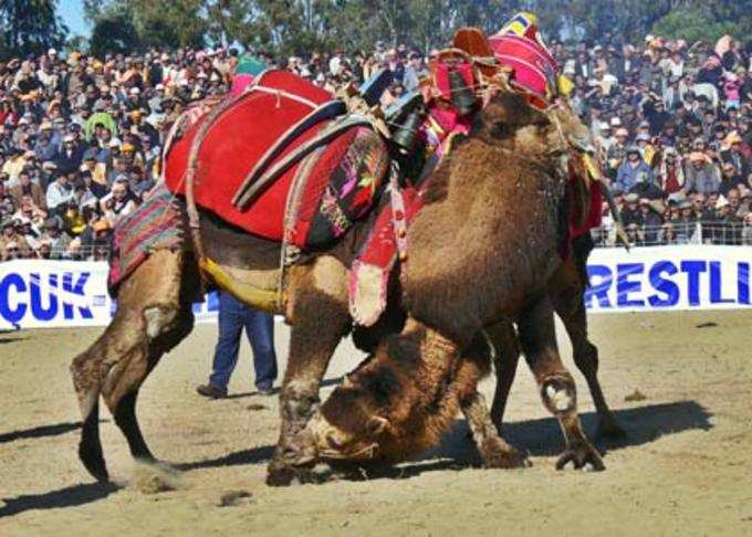 ऊंटों की कुश्ती का फेस्टिवल