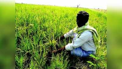 ಭತ್ತದ ನಾಡಿನಲ್ಲಿ  ಮೈಸೂರು ಮಲ್ಲಿಗೆ ವಾಸನೆ