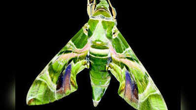 ಕೀಟ ಮಾಟ: ಹಸಿರು ಪತಂಗ (Oleander Hawk Moth)