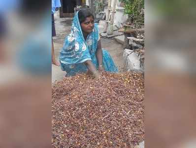 ಹೈನುಗಾರಿಕೆ ಕ್ಷೀಣ :ಬೇವಿನ ಬೀಜಕ್ಕೆ ಮಹಿಳೆಯರು ಶರಣು