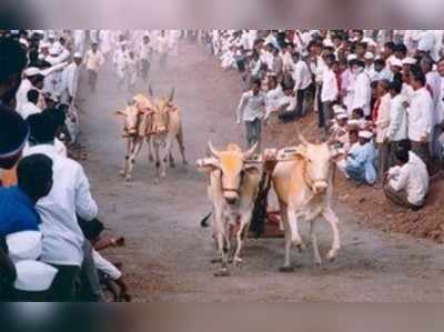 ಕಾರಹುಣ್ಣಿಮೆಗೆ ಮೆರಗು ನೀಡುವ ಎತ್ತುಗಳ ಓಟ