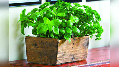 How to grow herbs in wooden boxes