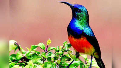 ಪಕ್ಷಿ ನೋಟ: ಸೂರಕ್ಕಿ Sunbird