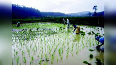 ಕೃಷಿ ಚಟುವಟಿಕೆಗೆ ಸುಗ್ಗಿ