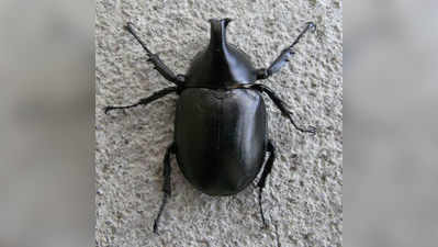 ಕೀಟ ಮಾಟ: ಕೊಂಬಿನ ಕೀಟ (Rhinoceros Beetles)
