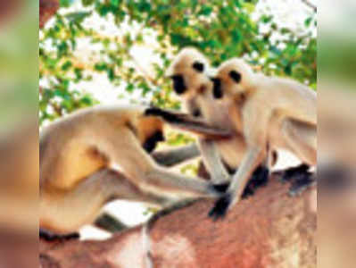 চারপেয়ে হানাদারদের দাপটে সন্ত্রস্ত পিংলা