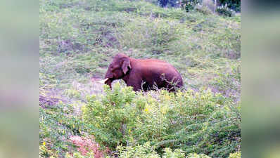 ದಿಂಡಾವರ ಬಳಿ ಆನೆ ದಾಳಿಗೆ ಒಬ್ಬ ಬಲಿ