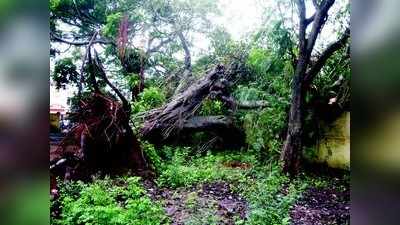 ಭಾರಿ ಗಾಳಿಗೆ ಬೃಹತ್ ಮರ ಧರೆಗೆ