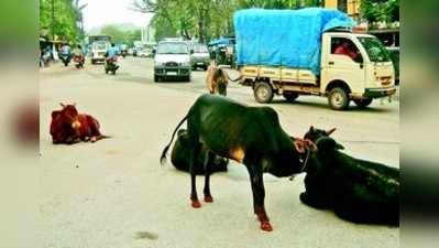 ಬಿಡಾಡಿ ದನಗಳ ದರ್ಬಾರ: ಕಷ್ಟವಾಯ್ತಲ್ಲ  ಸಂಚಾರ