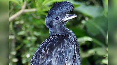 ಪಕ್ಷಿ ನೋಟ: ಅಂಬ್ರೆಲ್ಲಾ ಬರ್ಡ್ (Long-wattled Umbrellabird)