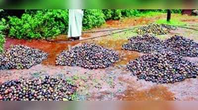 ಅಡಕೆಗೆ ಕೊಳೆ: ಹೋರಾಟಕ್ಕೆ ಕಳೆ