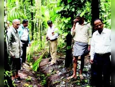 ಅಡಕೆ ಕೊಳೆ  : 4,800 ಹೆ.ಬೆಳೆ ಹಾನಿ:ಪರಿಶೀಲನೆ