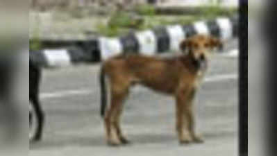 अमीनाबाद में आवारा कुत्ते ने आधा दर्जन बच्चों को काटा