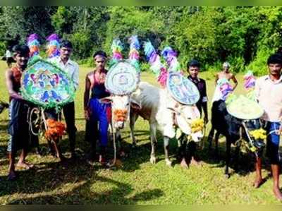 ದನದ ಬಯಲಿನಲ್ಲಿ ಚೌಲದೆತ್ತಿನ ಓಟ